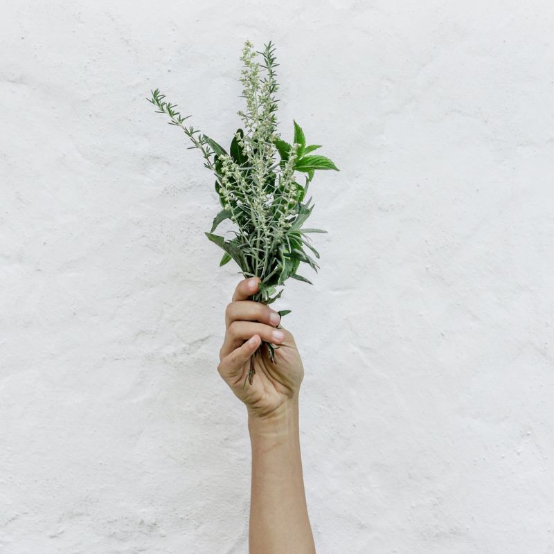 What is rosemary oil, the star ingredient in a lot of hair care products?
