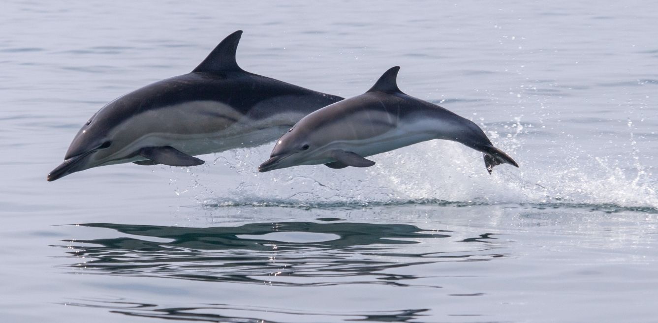 Bucket list: Go dolphin-spotting in India at these 10 destinations