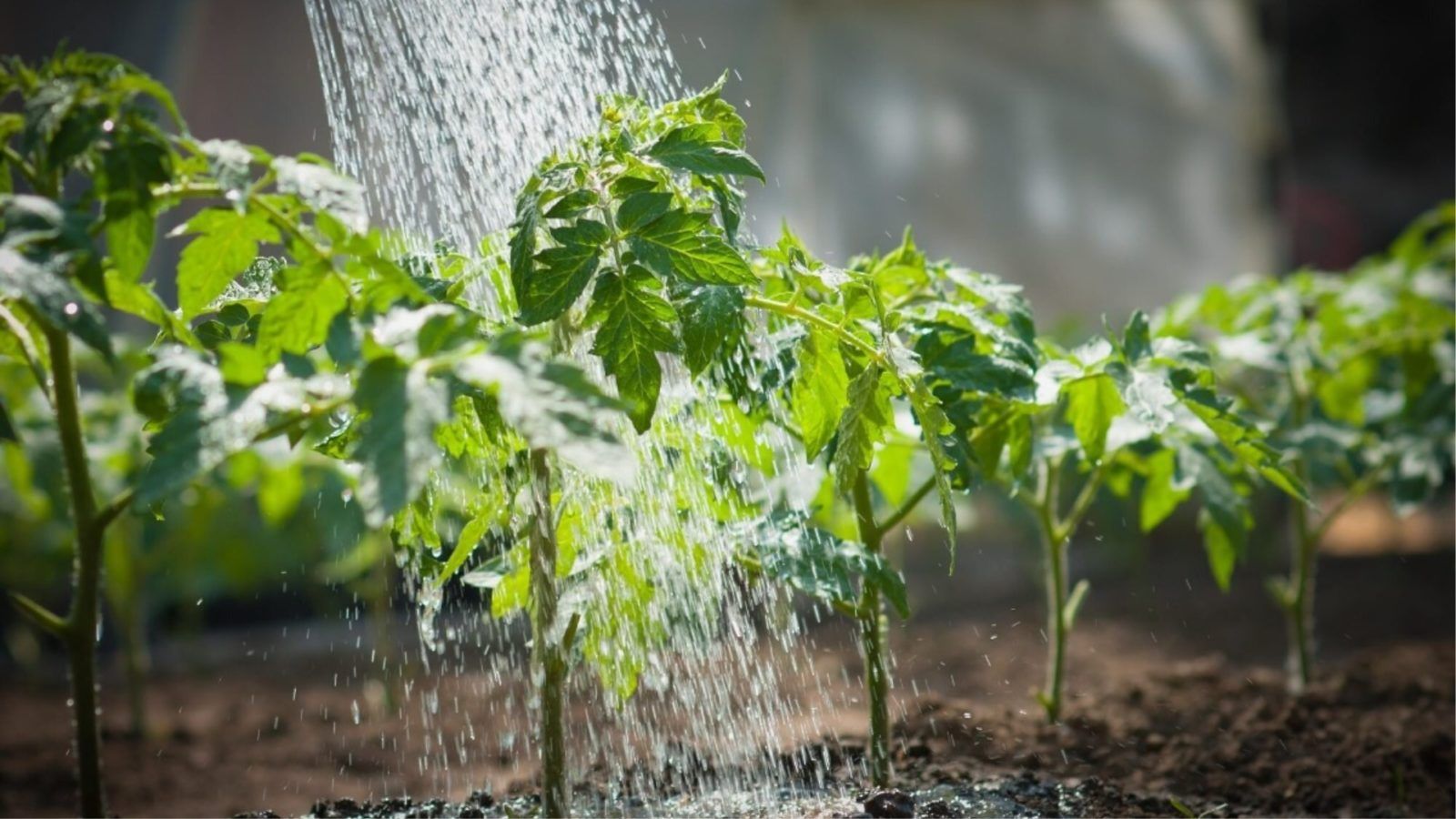 6 factors that determine how often you need to water your vegetable garden