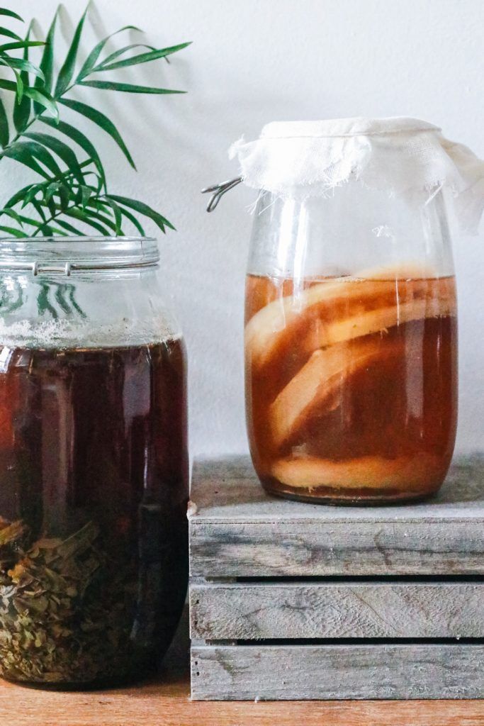 Large Jun Kombucha Scoby