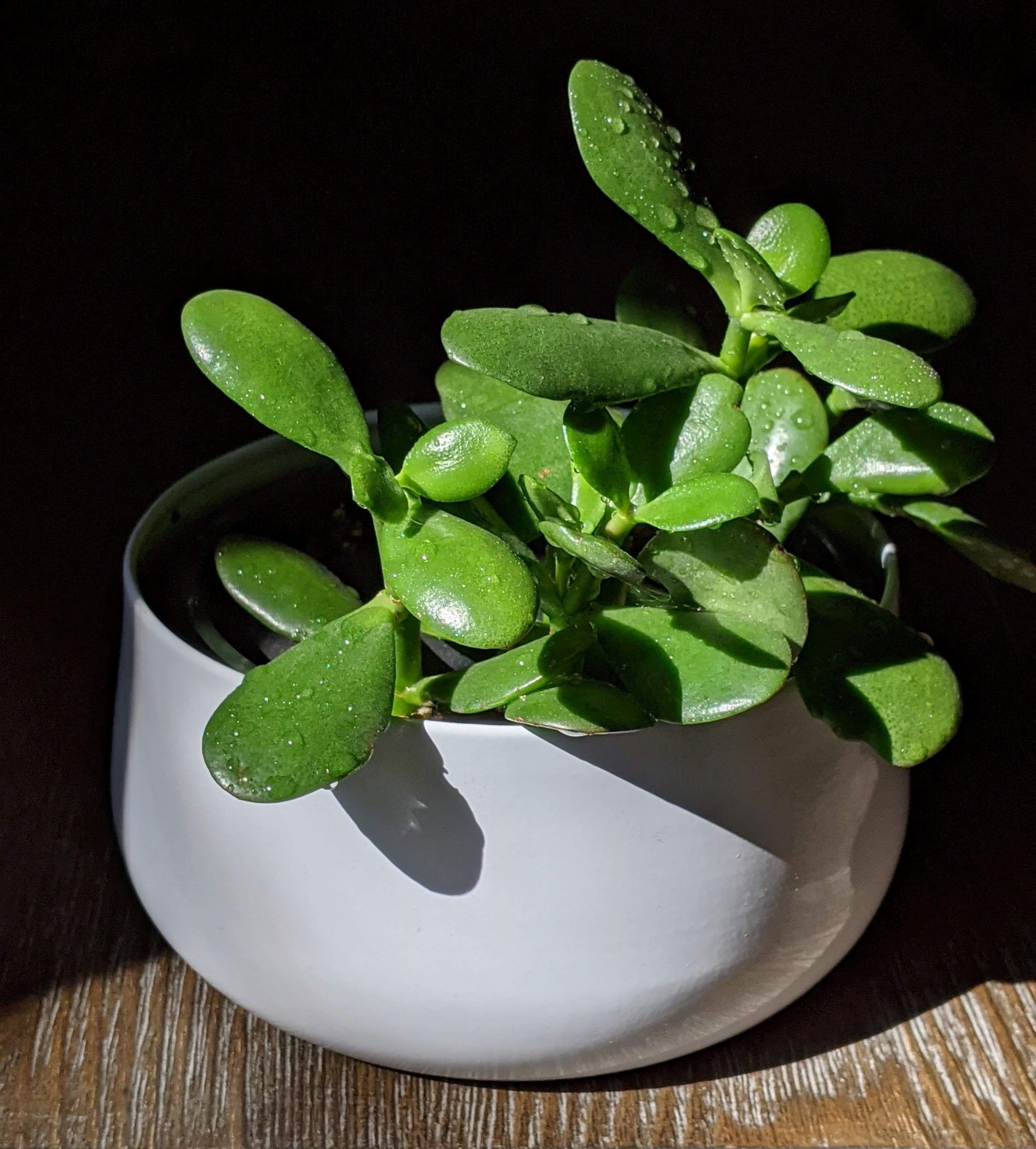 Jade Plant.