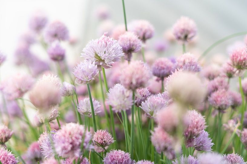 Edible flowers
