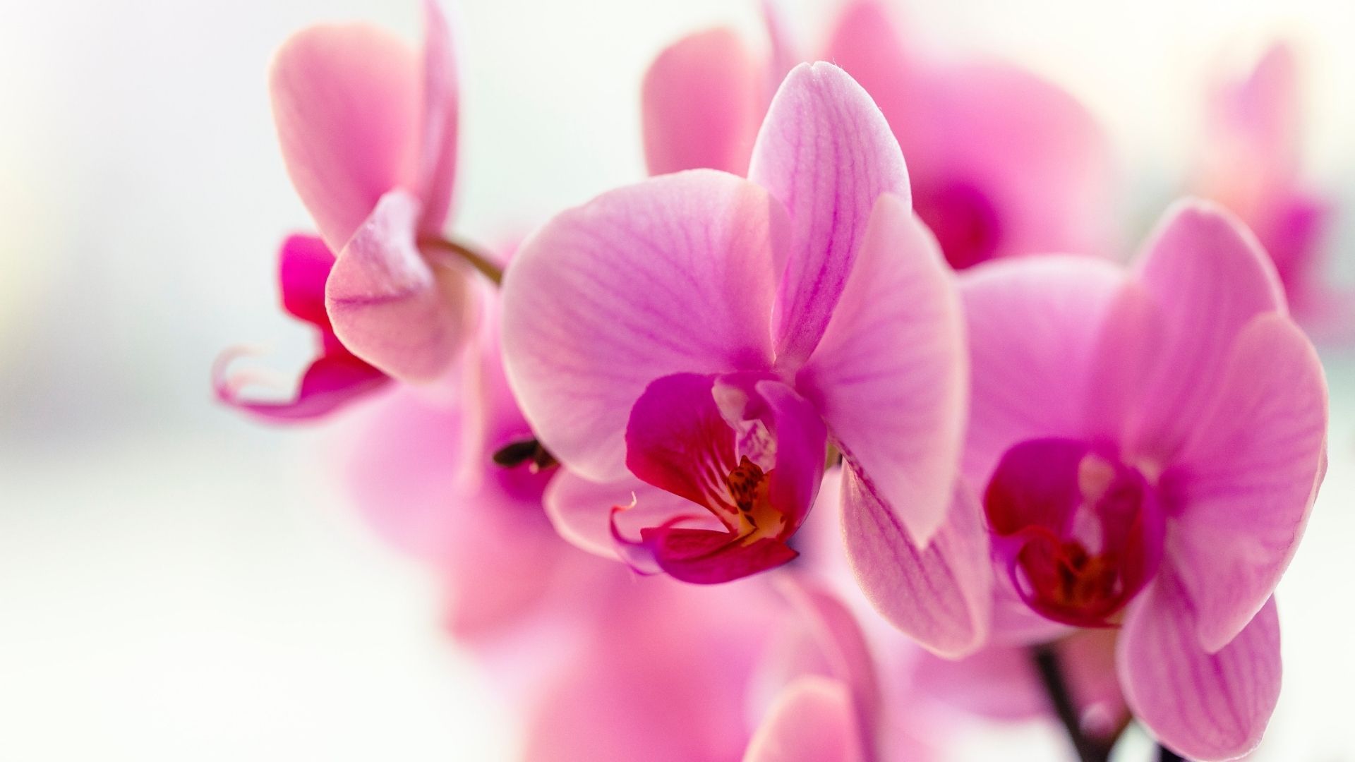 Most beautiful flowers: Orchid
