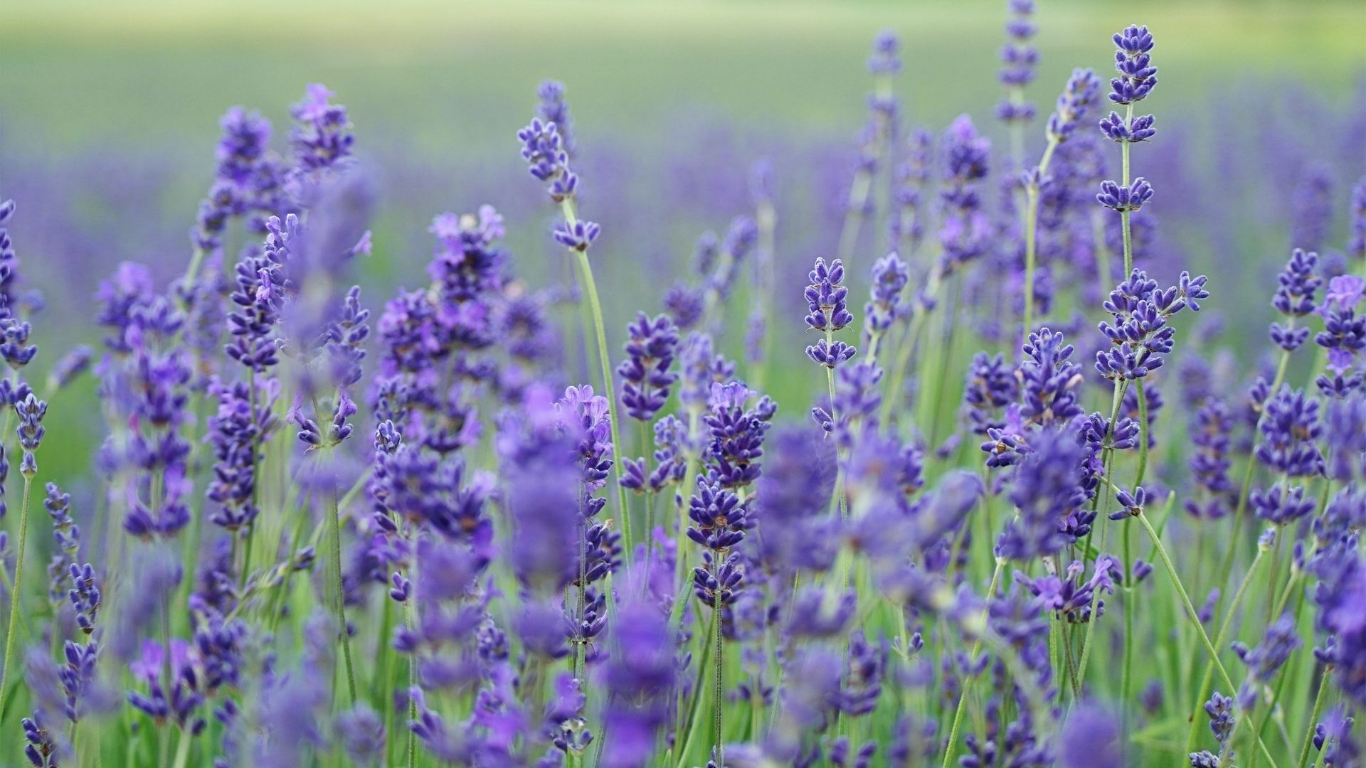 Beautiful flowers: Lavender