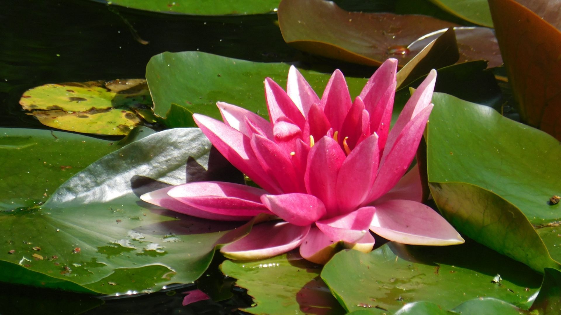 Most beautiful flowers: Water lily