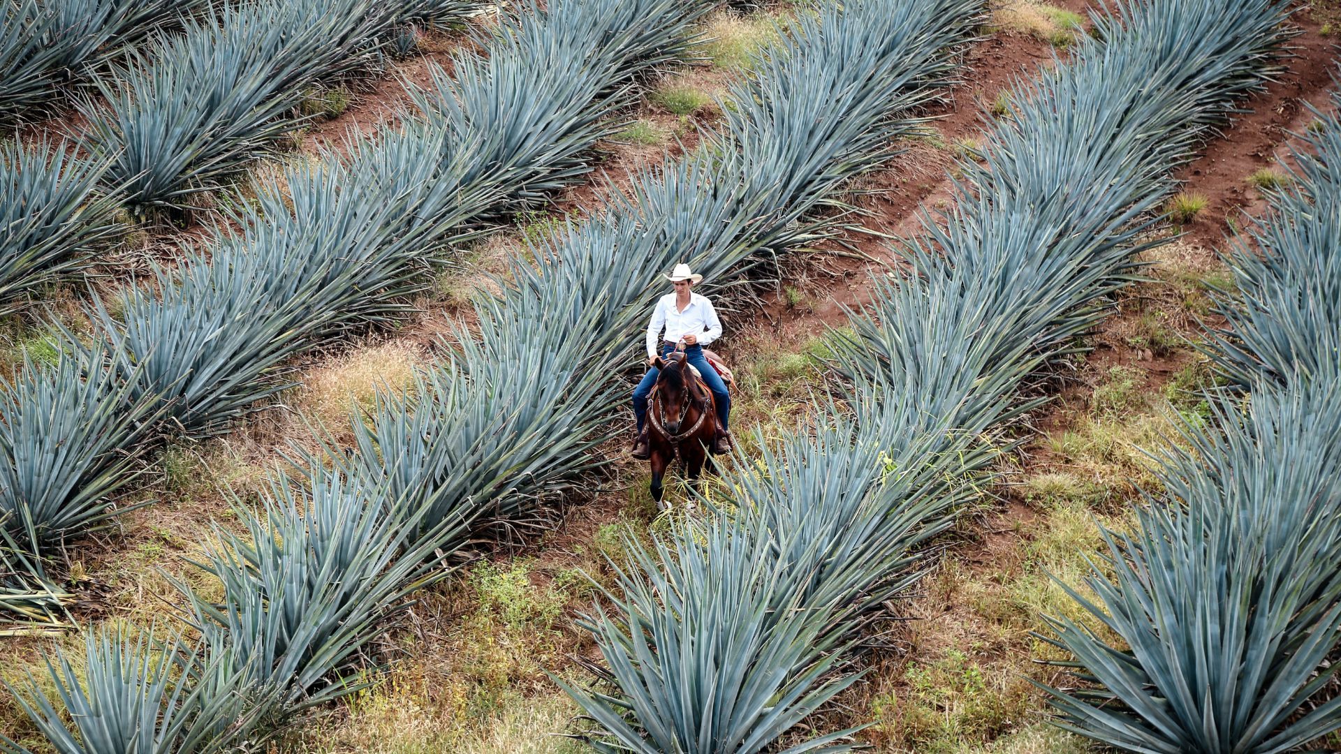 Tequila and Mezcal: Agave plant