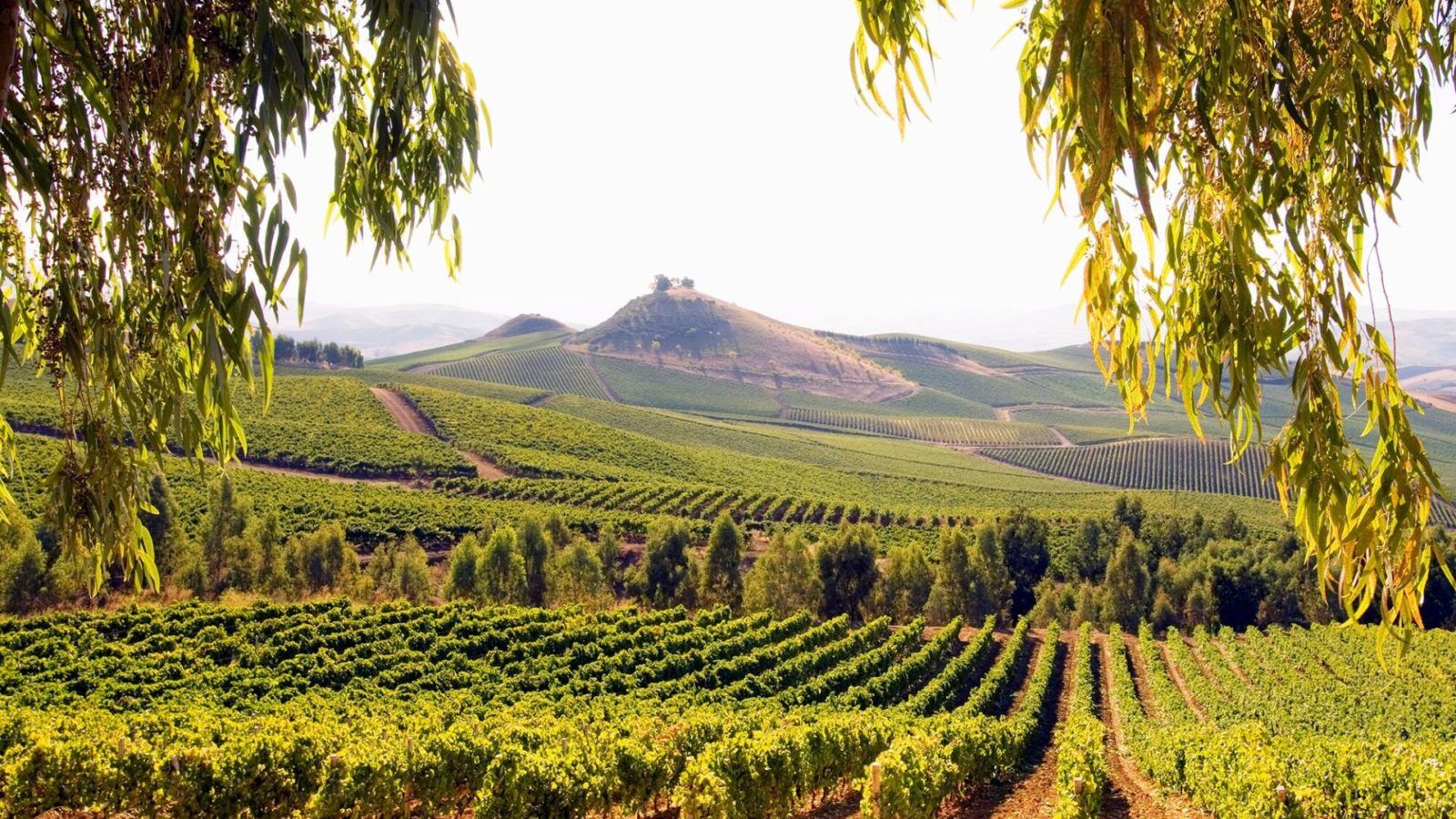 Italy’s lesser-known wine regions that need to be on your radar