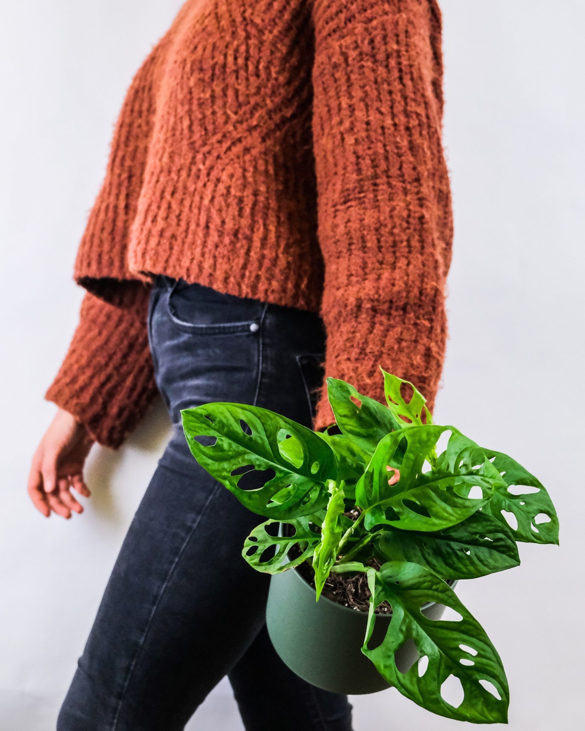 The most expensive houseplants in the world