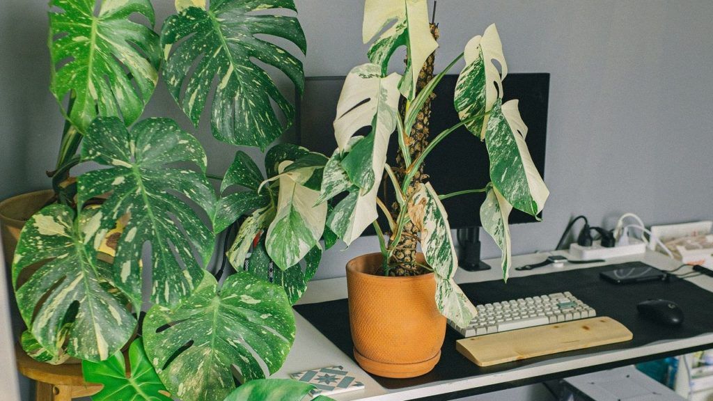 Lavish leaves: Most expensive houseplants in the world