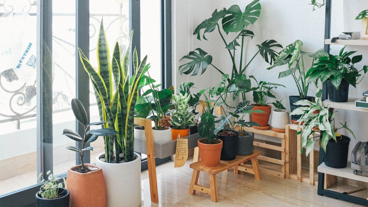 A beginner's guide on how to grow indoor plants