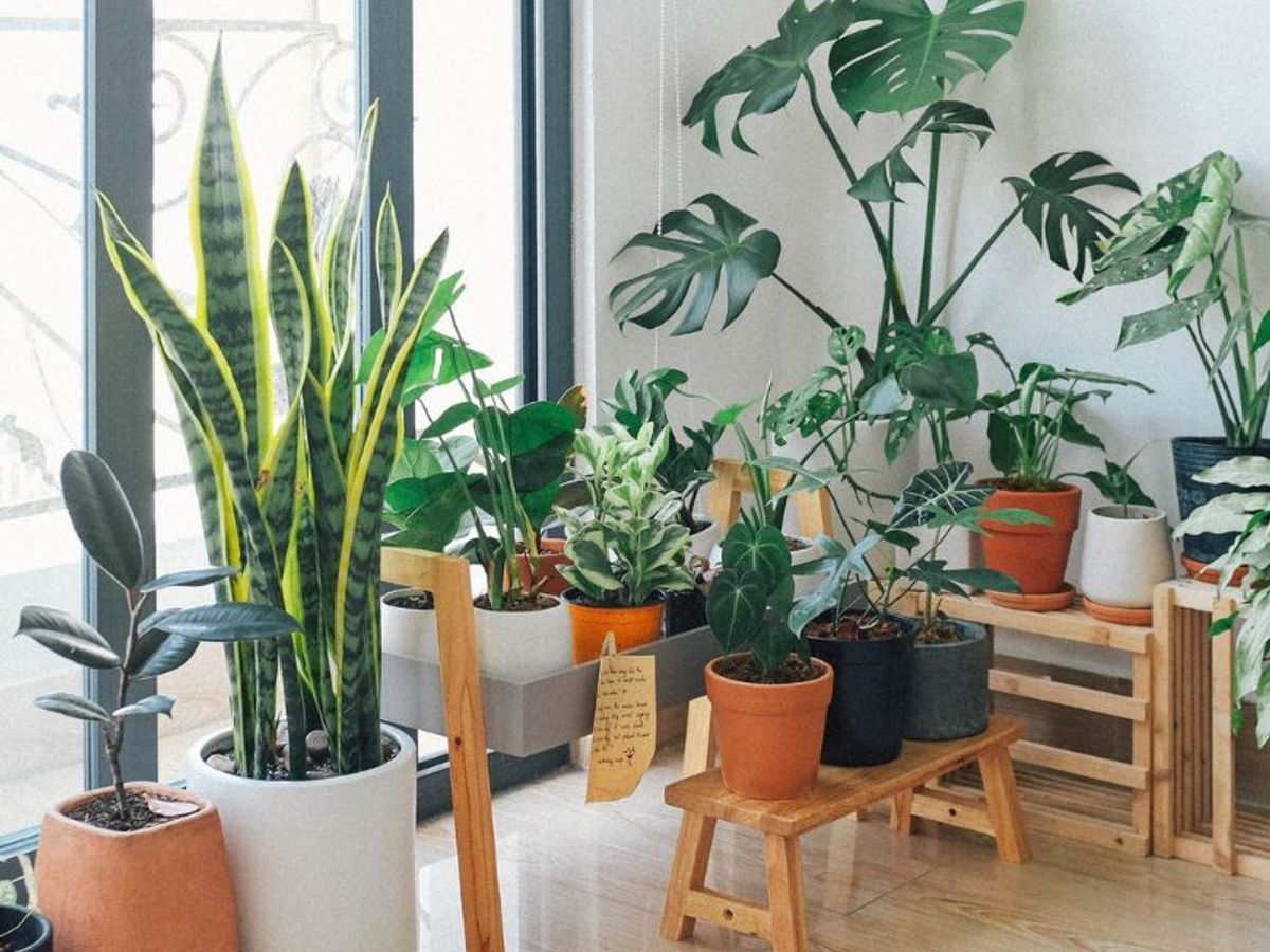 artificial indoor palm trees plants Nearly Natural 7' Fan Palm Tree UV Resistant (indoor-outdoor) main image 0