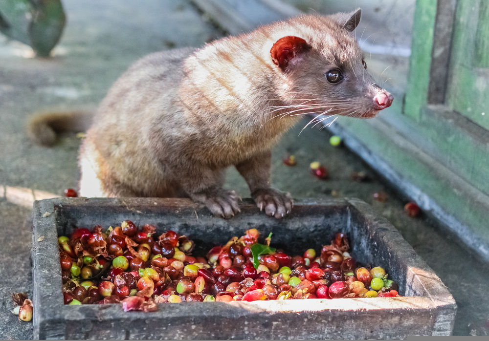 Kopi Luwak Coffee Price Per Kg at Dorothy Charron blog