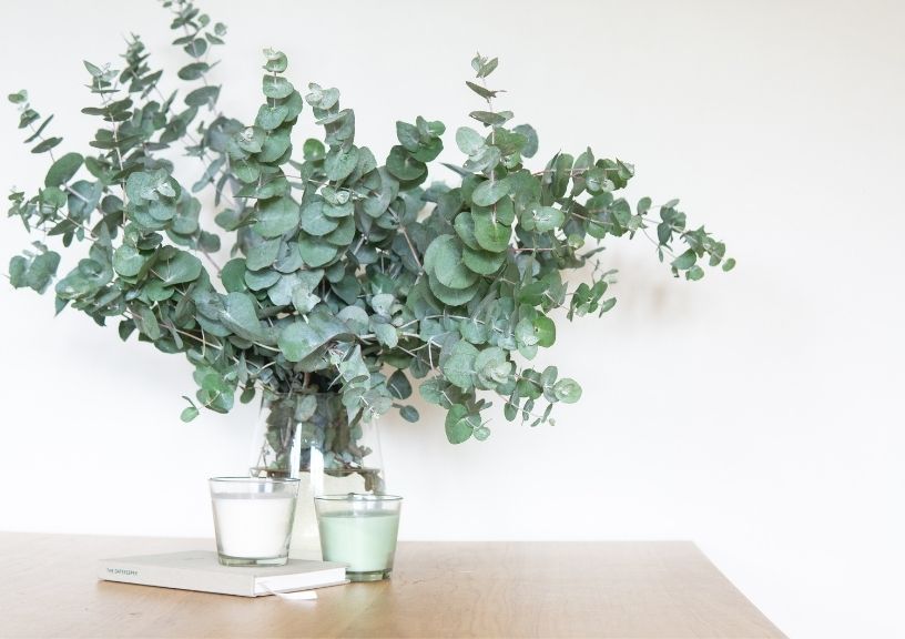 Best indoor plants