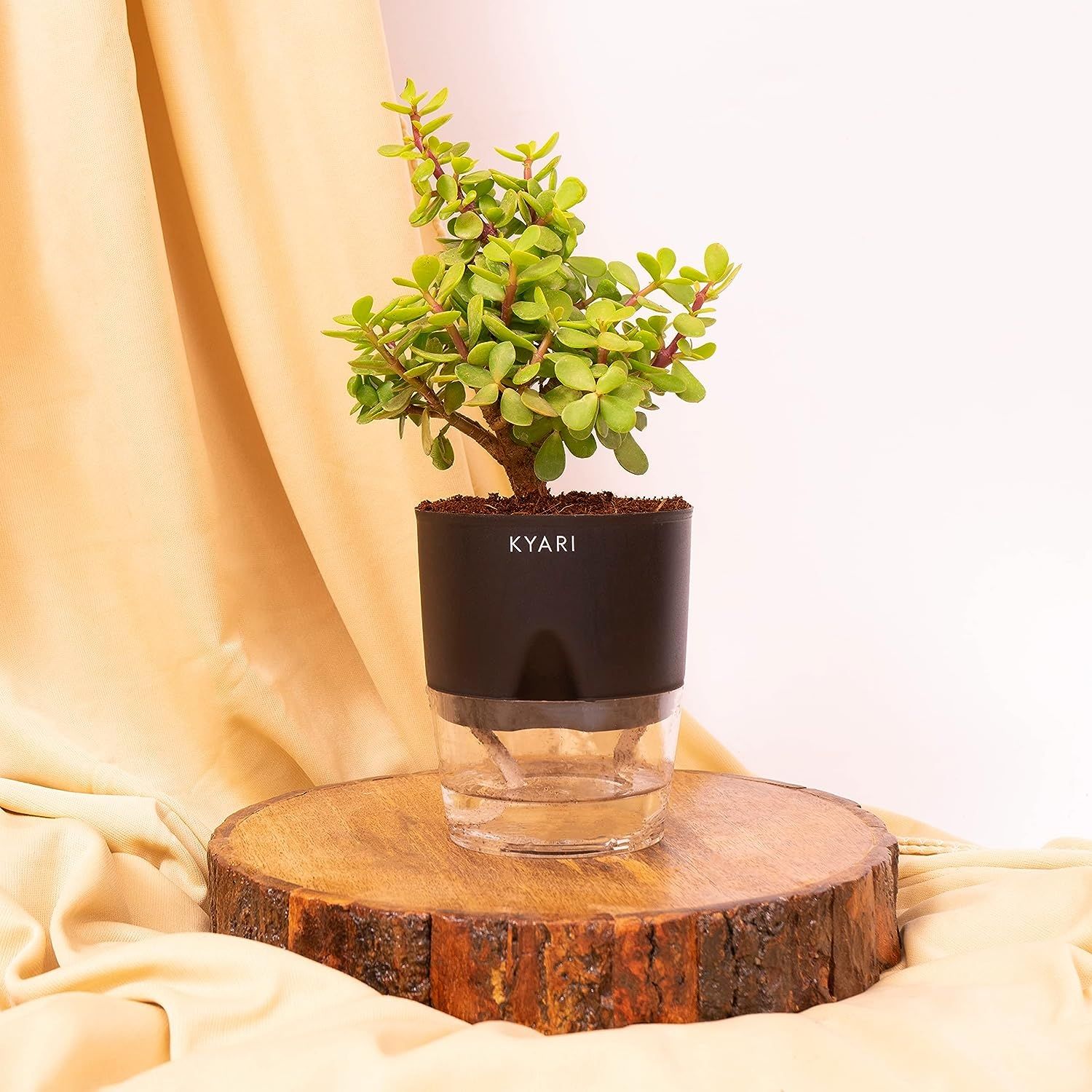 Kyari Jade plant for friendship day gift idea