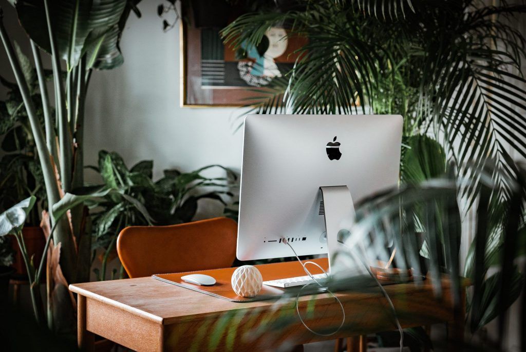 What is a biophilic office, and how plants can boost productivity in your workspace