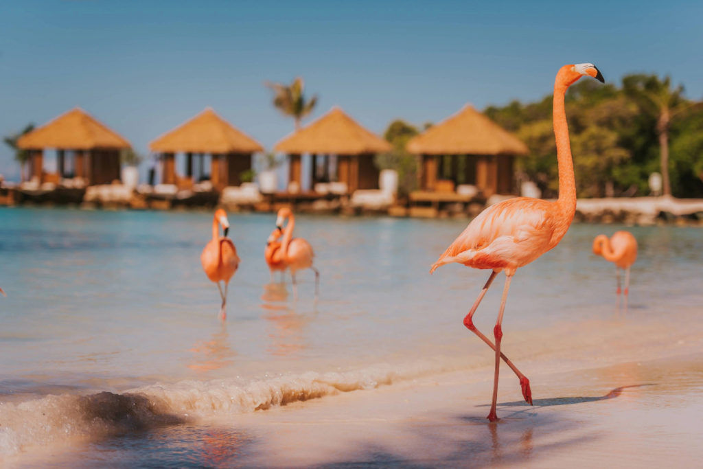 flamingo beach aruba 