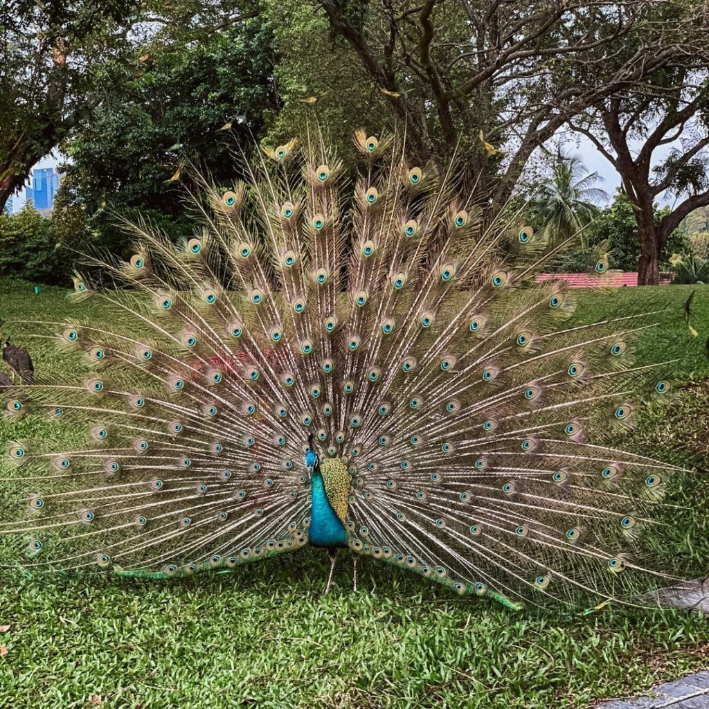 capella singapore peacock 