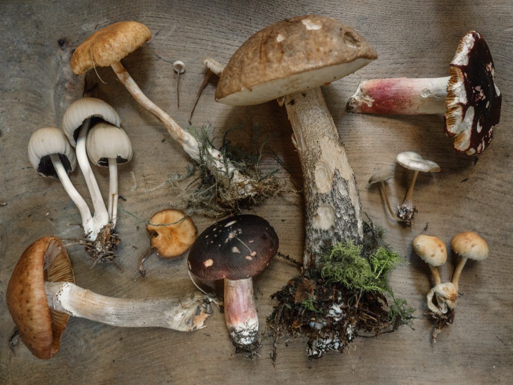 mushroom health benefits