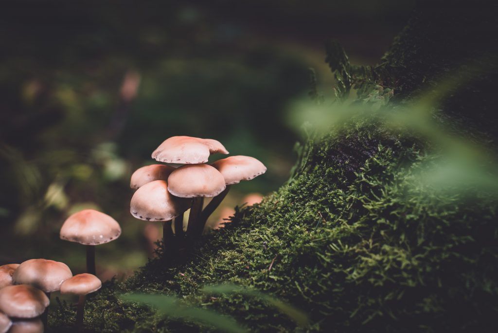 mushroom health benefits