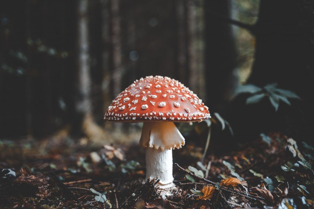 mushroom health benefits
