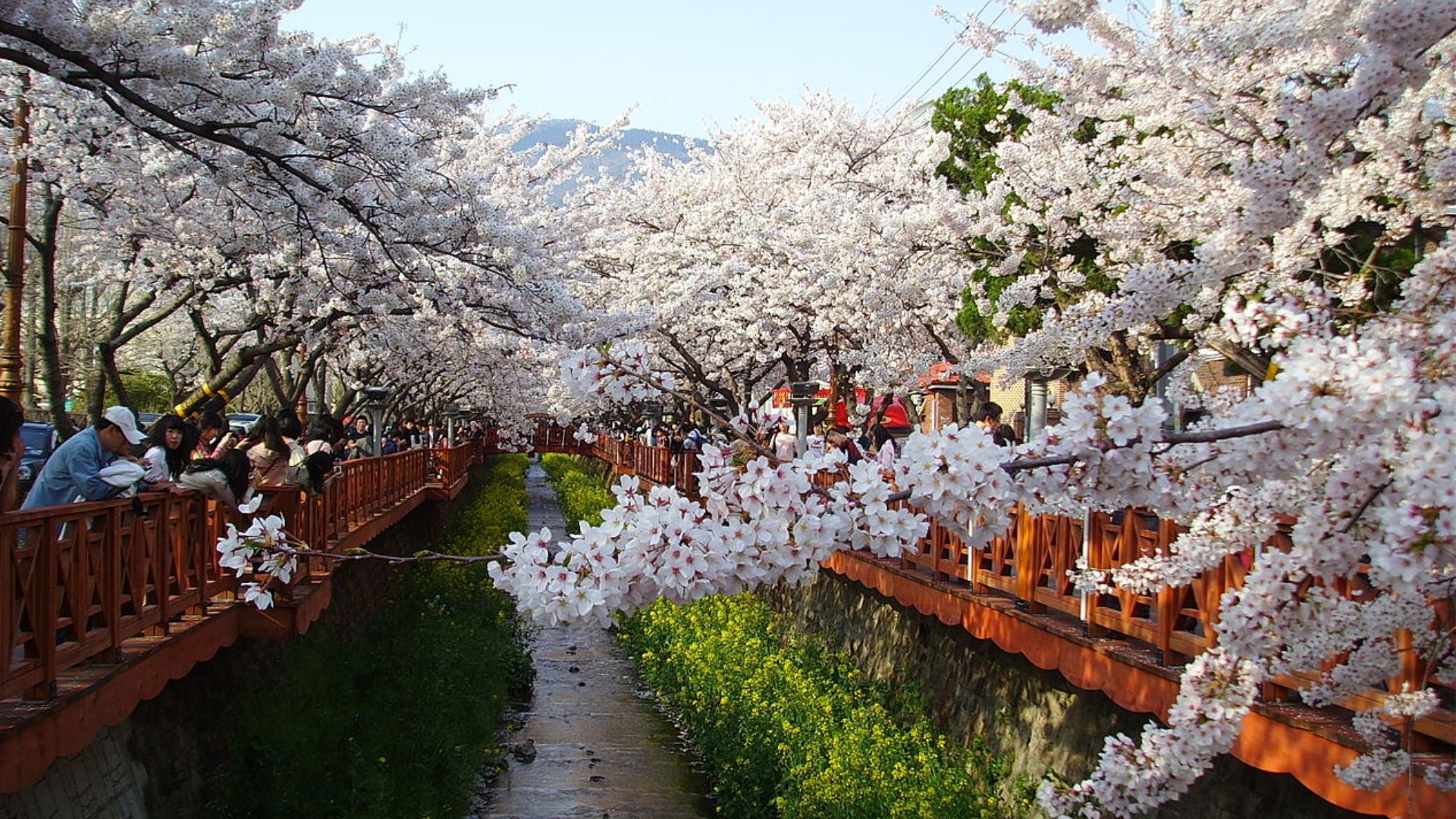 Jinhae, South Korea