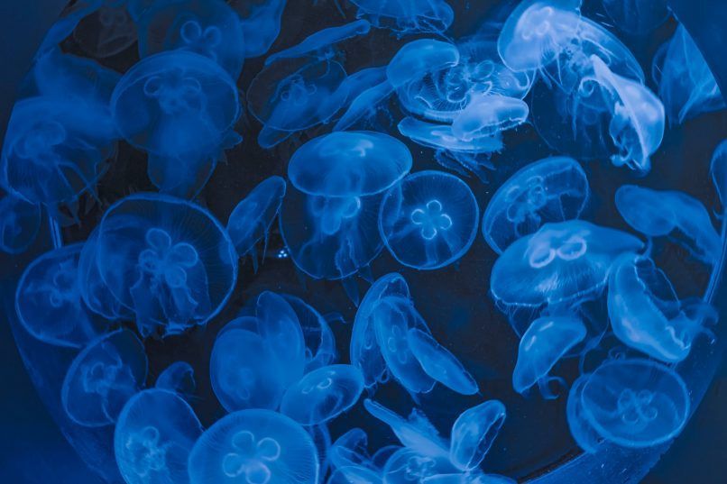 what is blue therapy