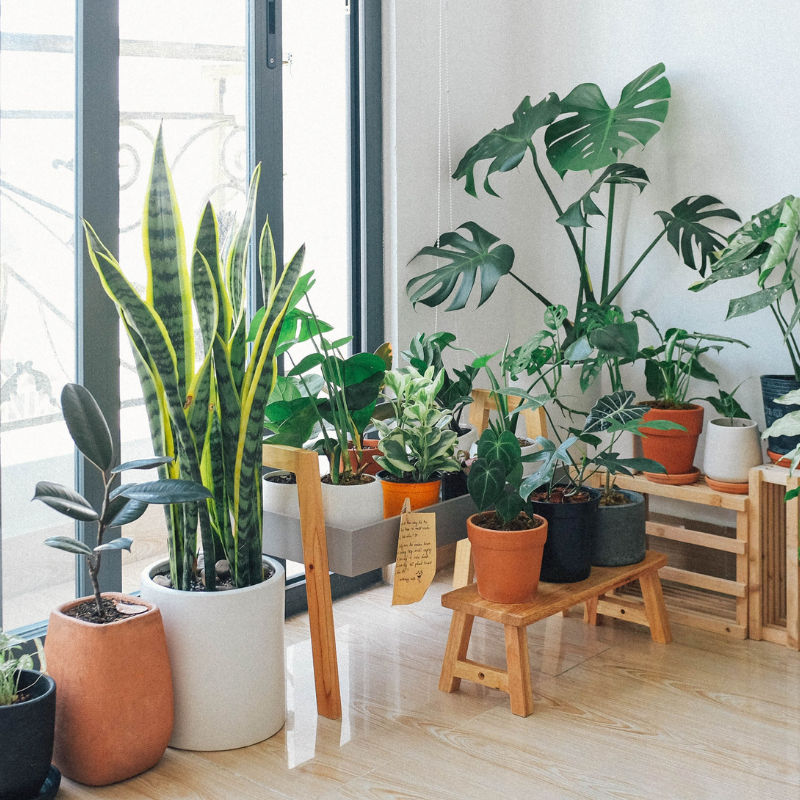Bring home 8 best air-purifying plants that are easy to grow