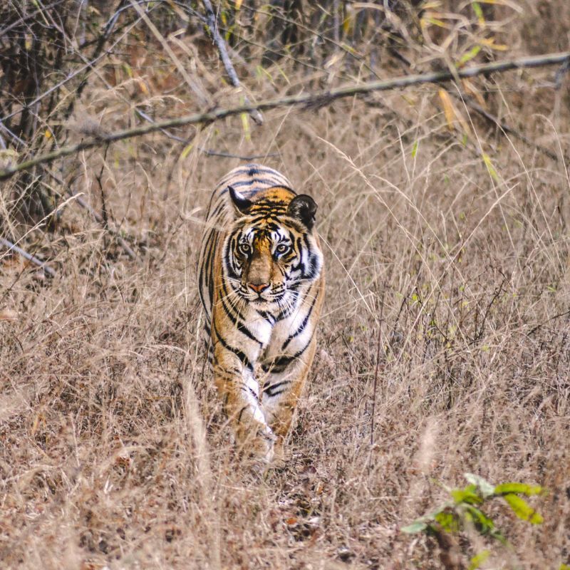 15 wildlife sanctuary tours in India promising an adventurous sojourn
