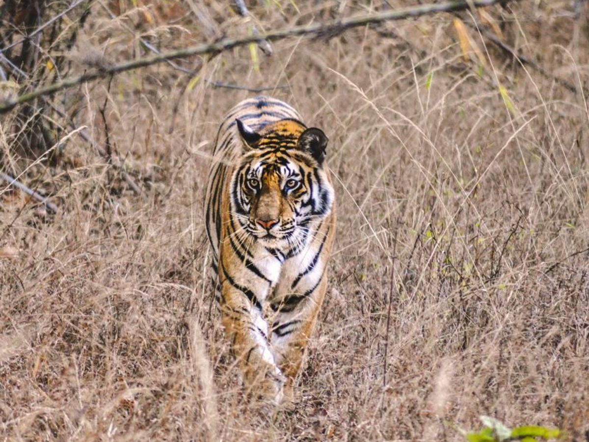 Wildlife sanctuary tours in India promising an adventurous journey