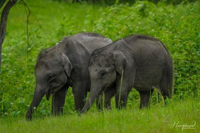 Wildlife sanctuary in India: Bandipur