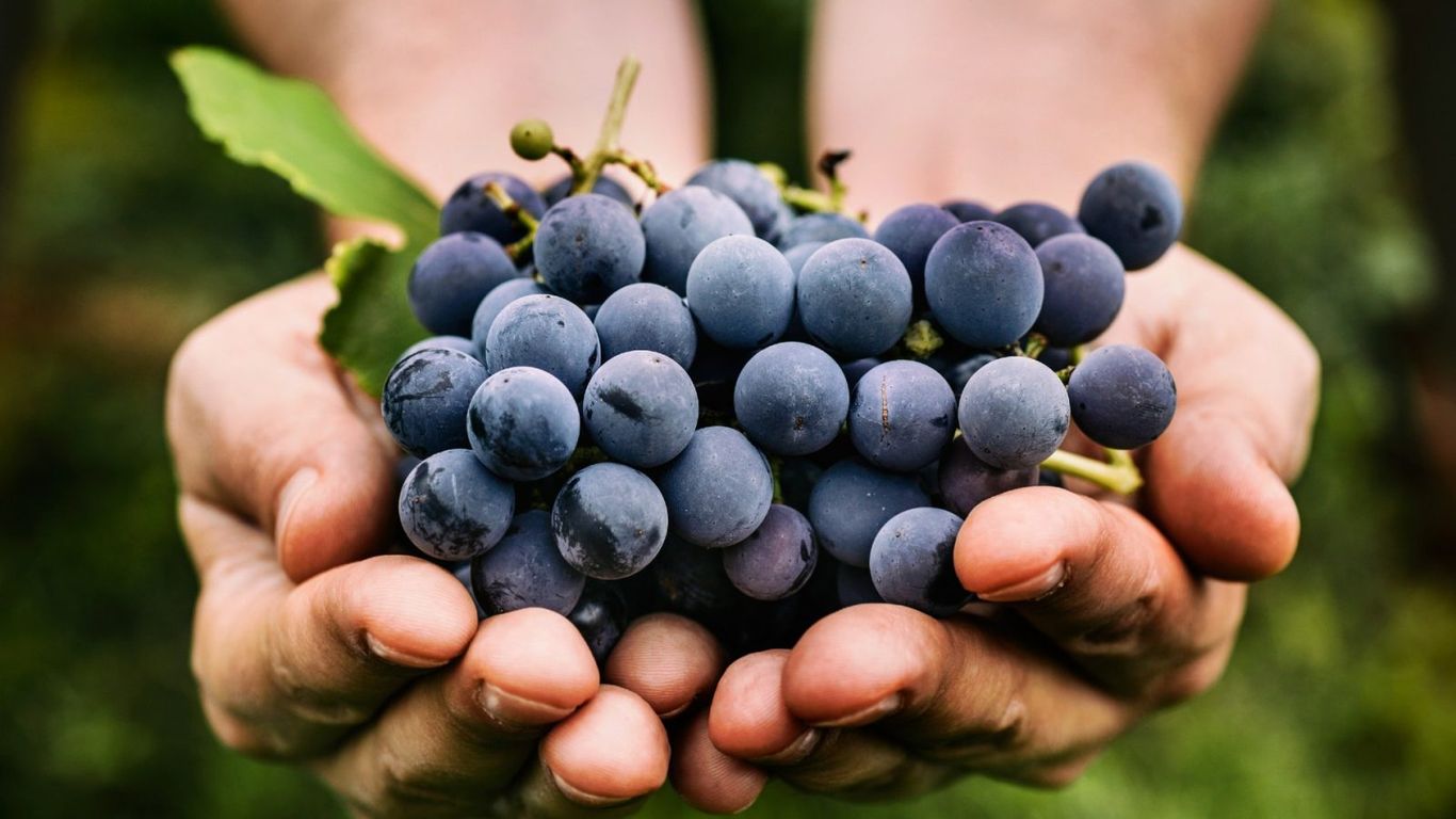 Grapes health benefits Detoxify your body with this grape diet