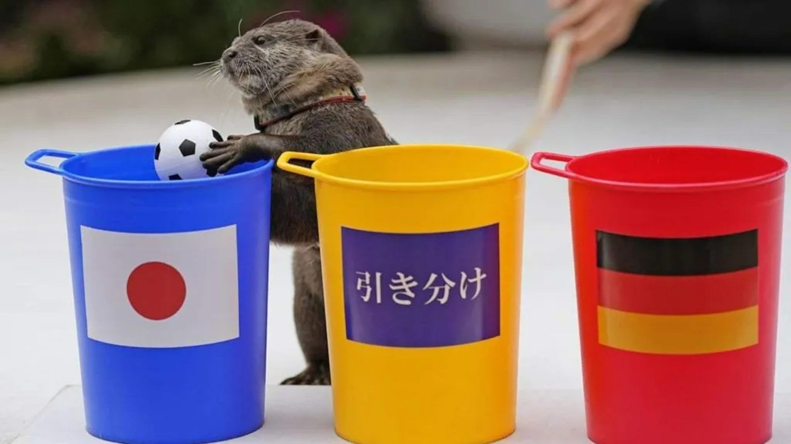 A Japanese Otter is now predicting the 2022 FIFA World Cup matches