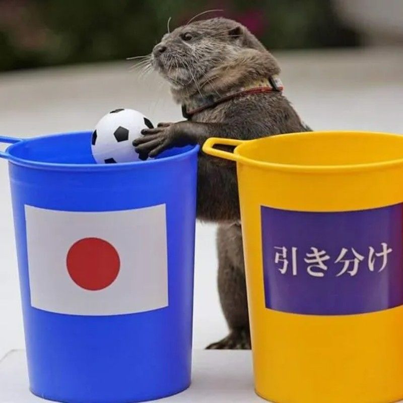 Meet Taiyō, the Japanese Otter who is now predicting the results of 2022 FIFA World Cup