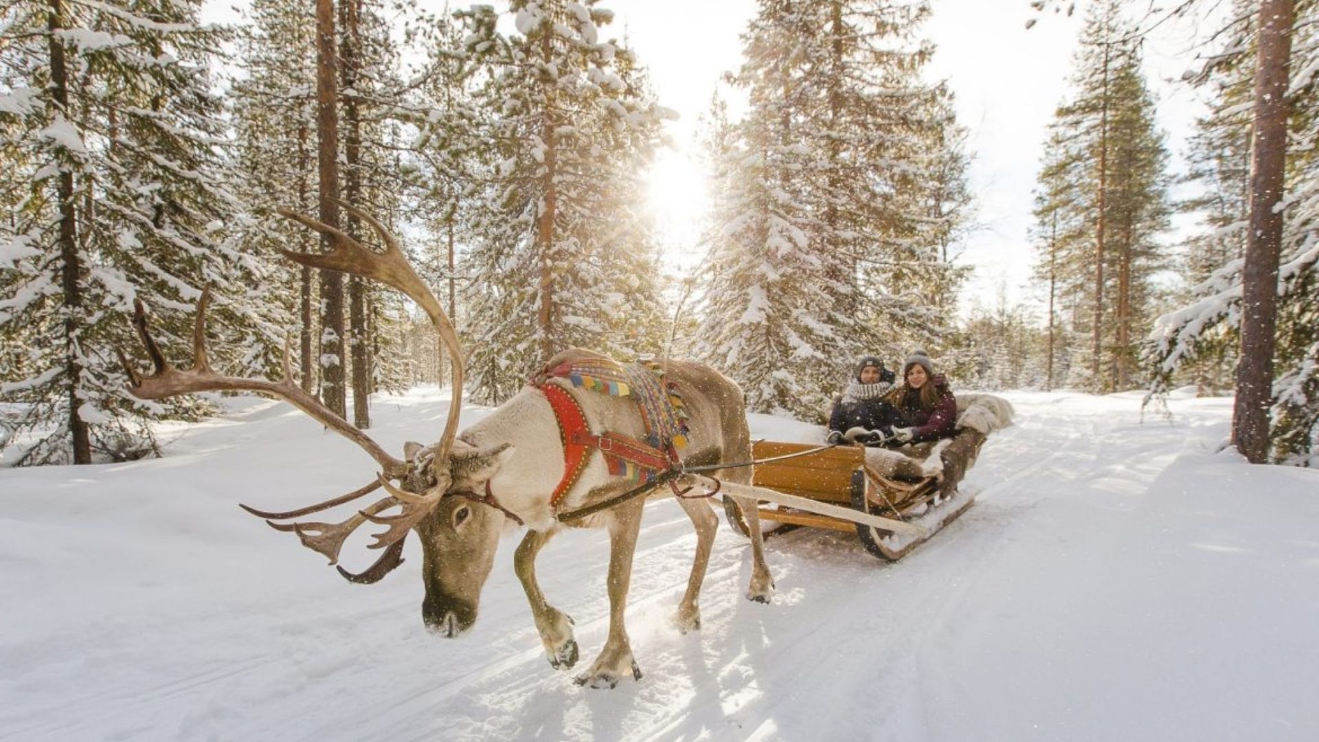 Indulge in the festive Christmas spirit at the Santa Claus village in Finland 6 Santa Claus village- reindeer