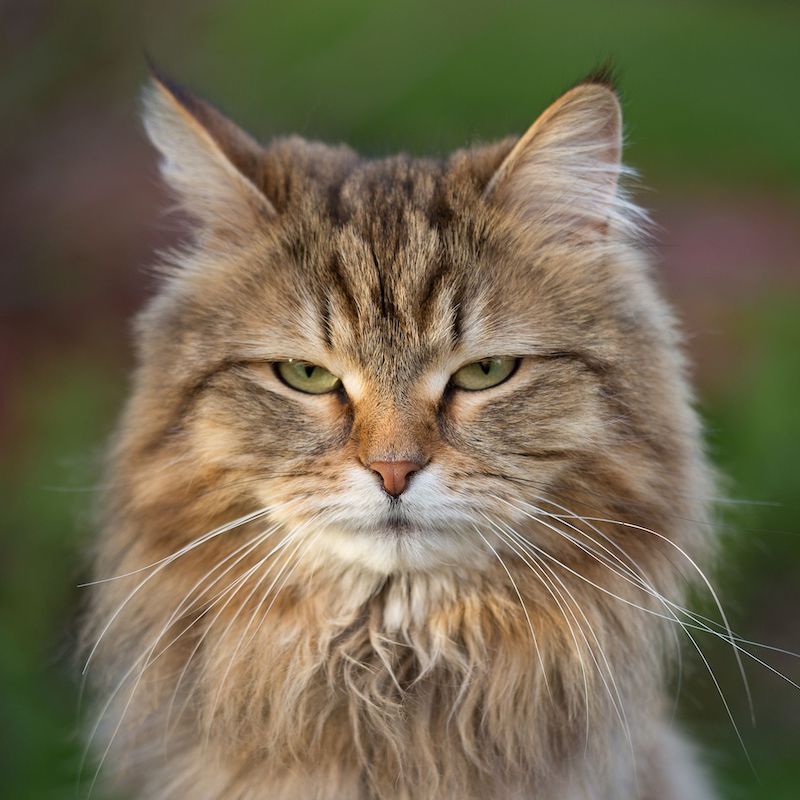 Cats are snobs and choose who they want to answer to, as per a new study