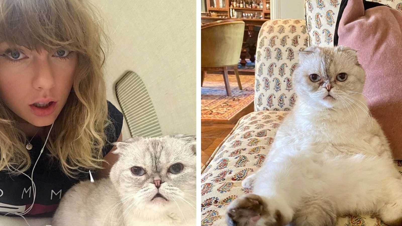 Taylor Swifts Cat Olivia And Other Richest Celebrity Pets To Know About