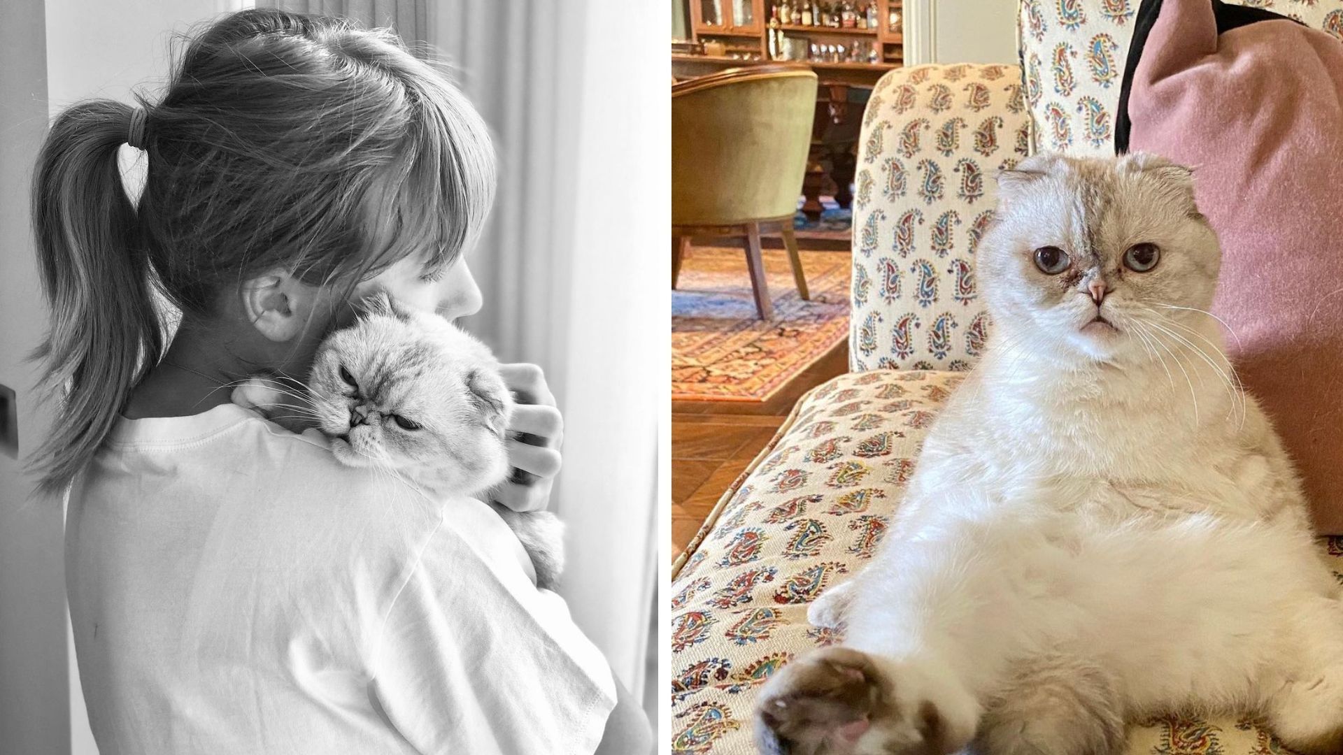 Taylor Swift's cat Olivia and other richest celebrity pets to know about