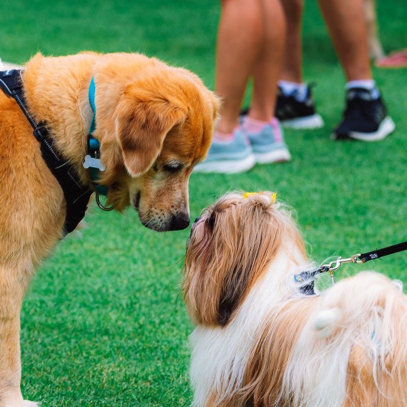 India’s biggest pet festival is back; here’s all you need to know about Pet Fed 2023