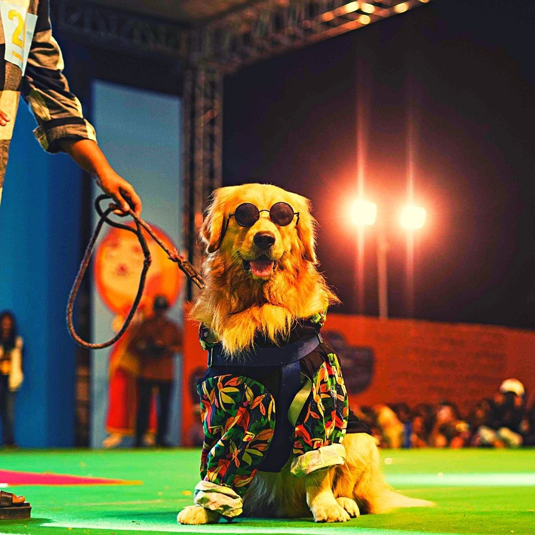 Pet Fed festival 2023 Date, venue, timings, ticket price, and more