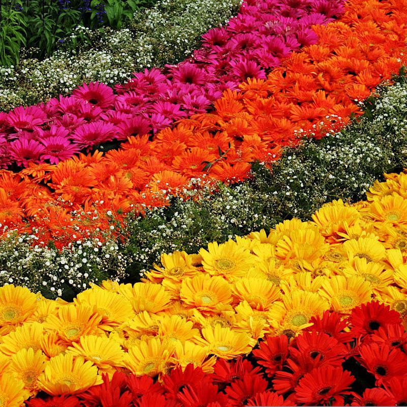 Bengaluru brings back its iconic Lalbagh flower show for Republic Day 2023