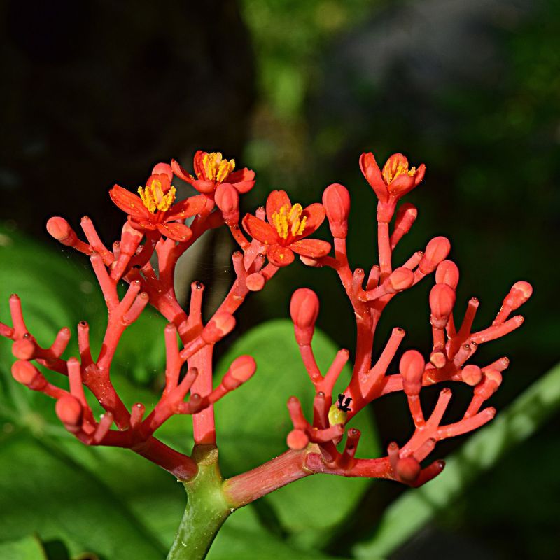 Ginseng: Get a glowing skin by adding this natural ingredient to your beauty routine