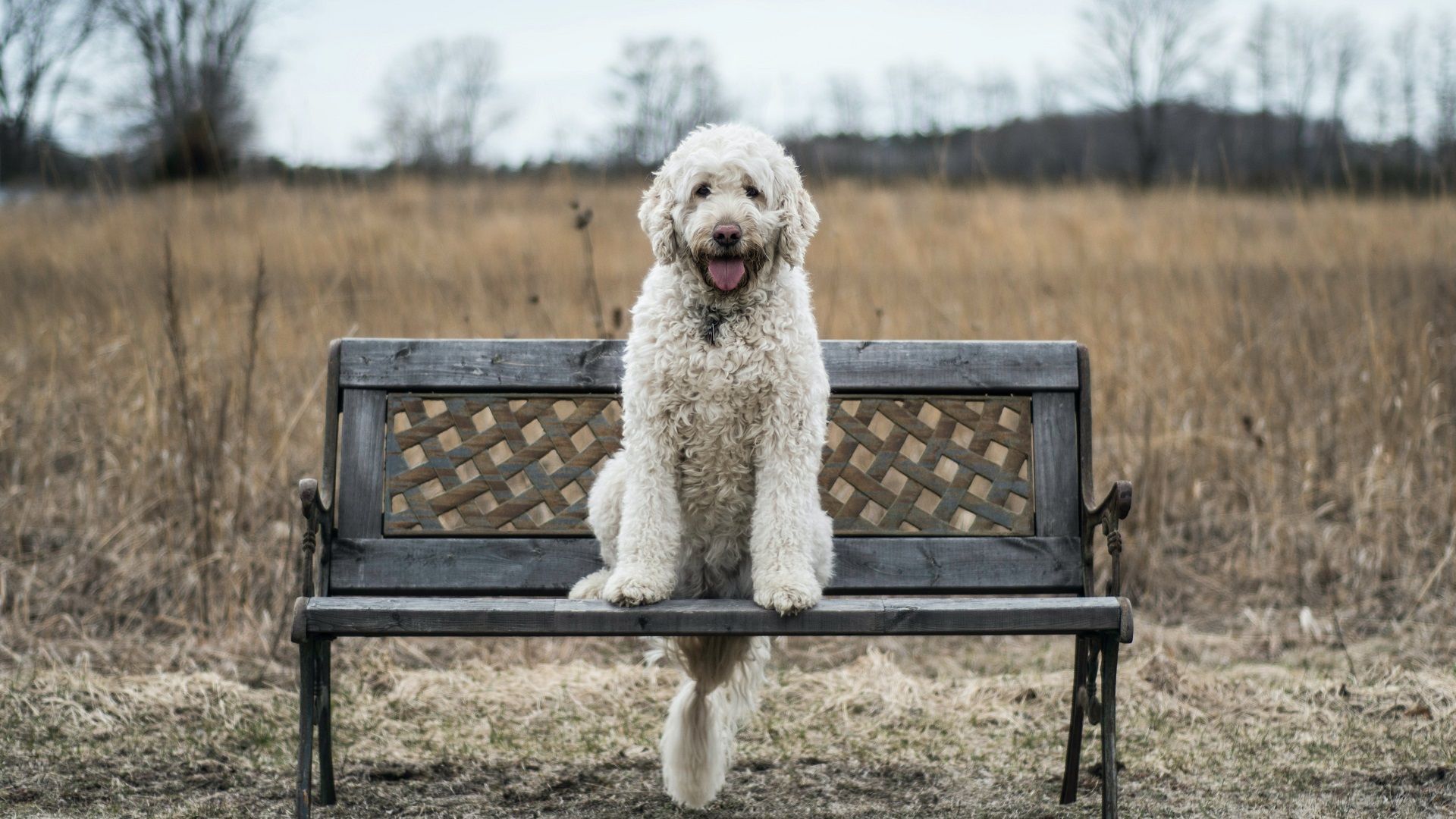 Poodle