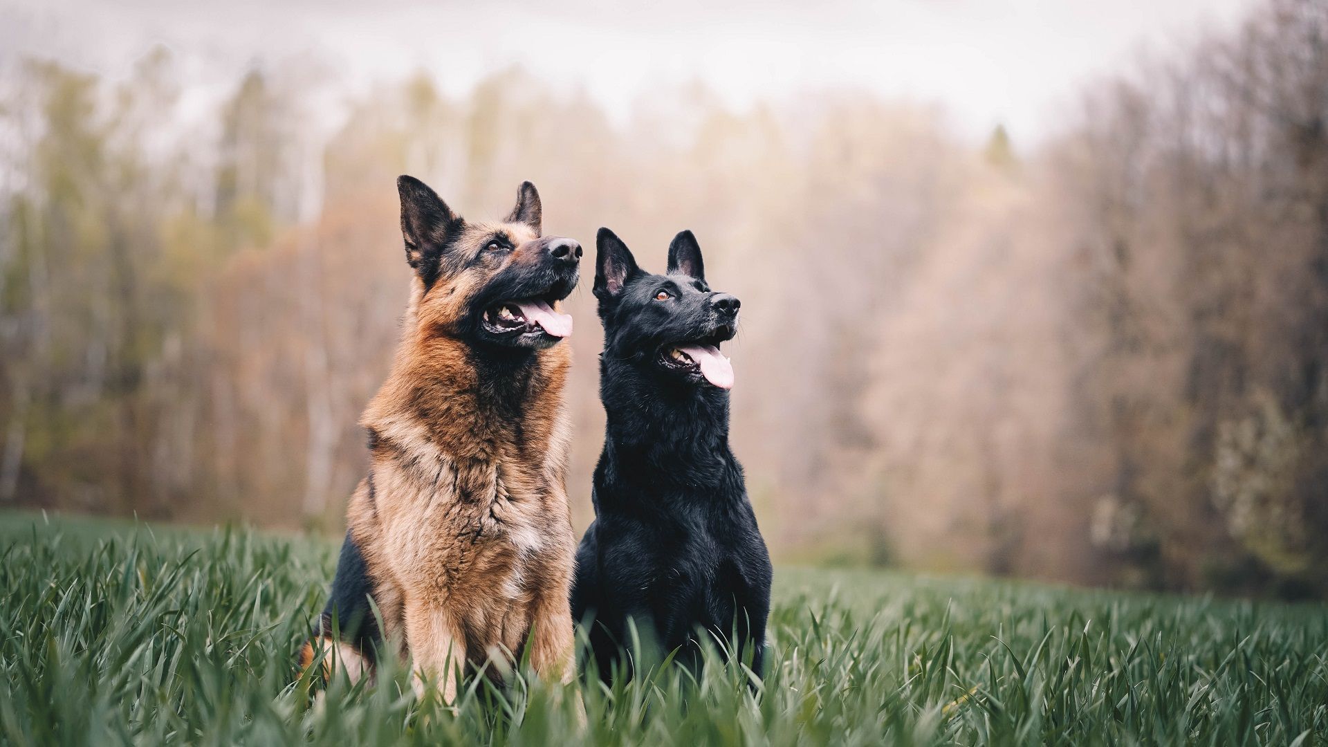 German Shepherd
