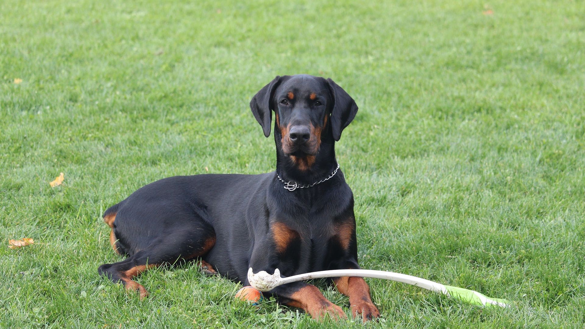 Doberman Pinscher