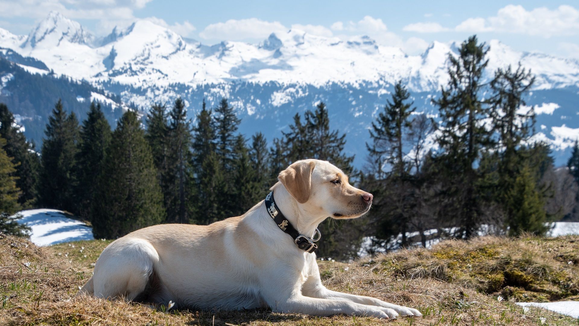 Labrador Retriever