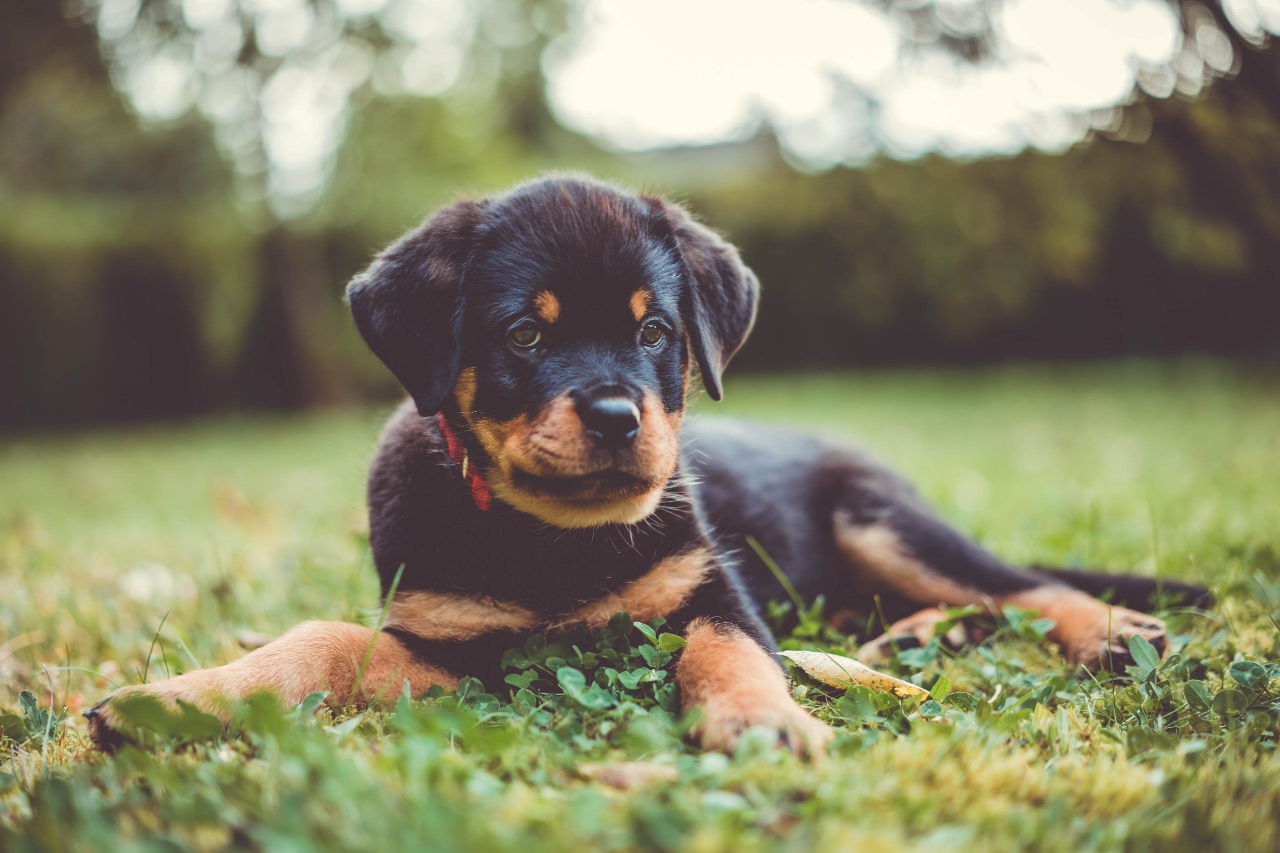 Smart dog