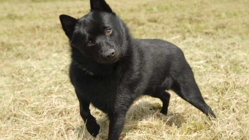 smartest dog breeds