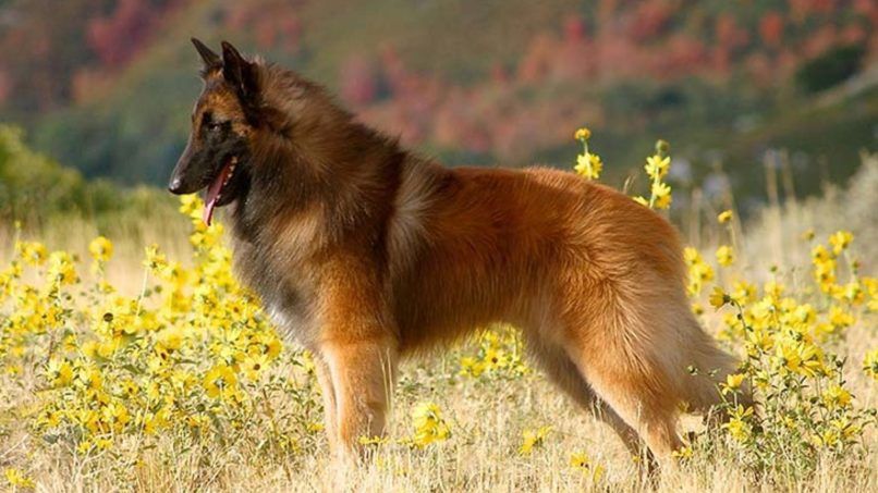 smartest dog breeds