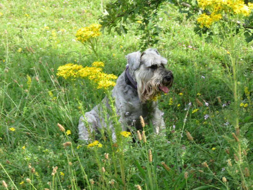 smartest dog breeds