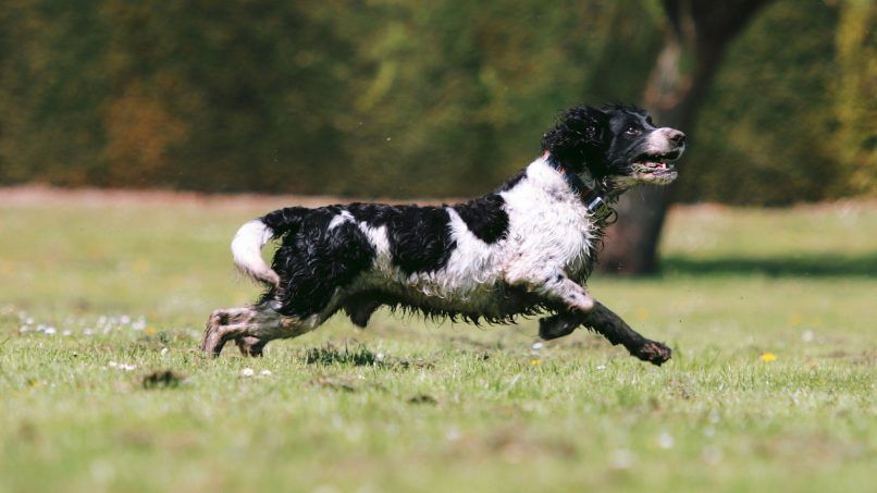 smartest dog breeds